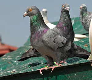Pombos em área urbana