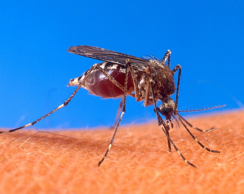 Aedes aegypti Aedes aegypti