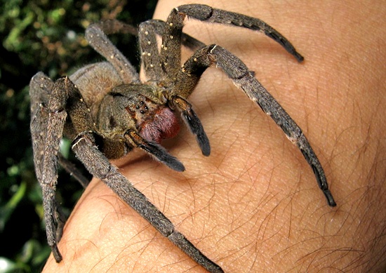 Aranha-armadeira Aranha-armadeira