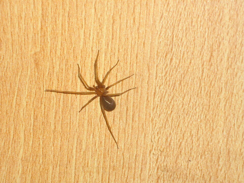Aranha-marrom Aranha-marrom