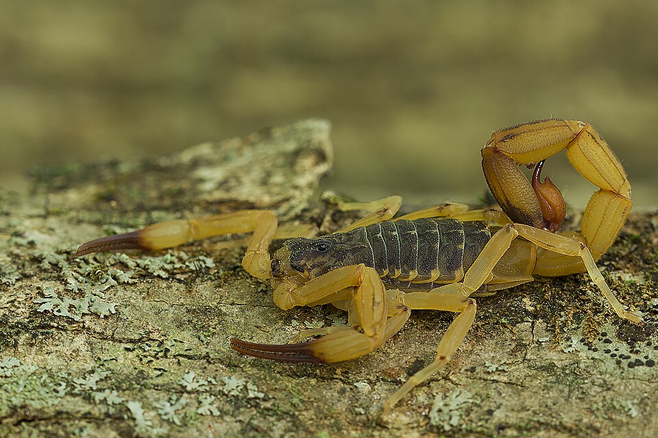 Escorpião-amarelo Escorpião-amarelo