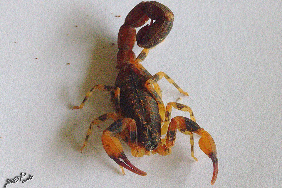 Escorpião-marrom Escorpião-marrom