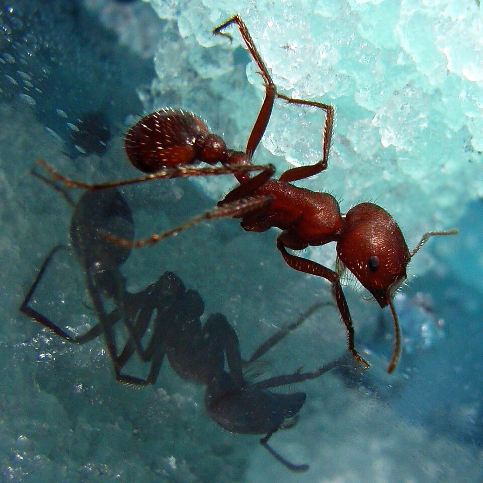 Formiga Formiga