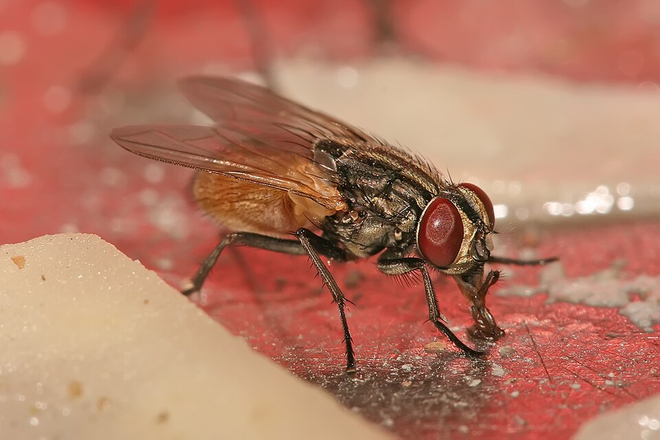 Mosca doméstica Mosca doméstica