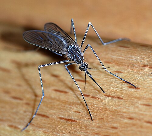 Mosquito Mosquito