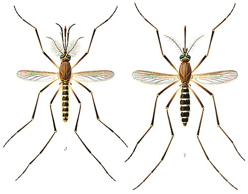 Pernilongo Pernilongo