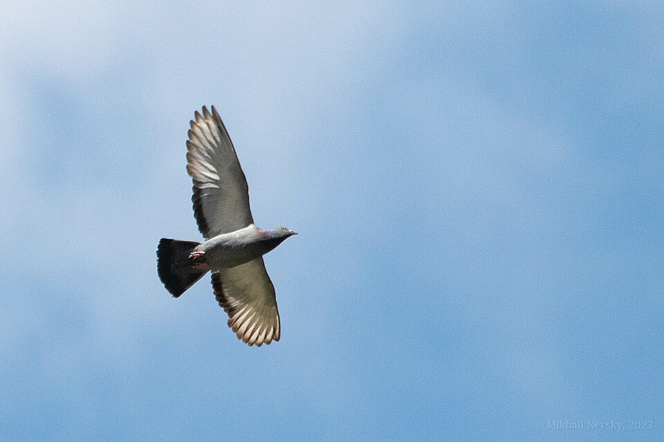 Pombo Pombo
