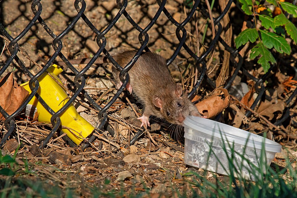 Rato de telhado Rato de telhado